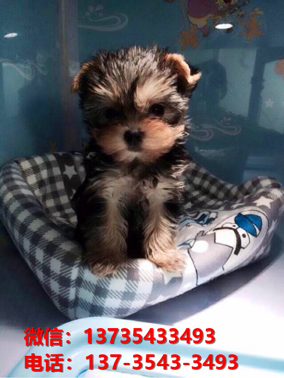 日照宠物狗犬舍出售纯种约克夏犬网上卖狗买狗地方在哪有狗市场网站