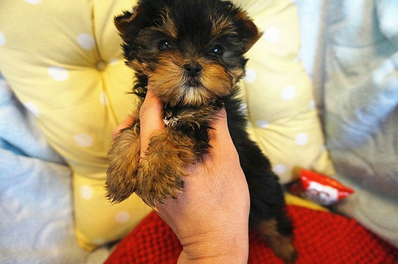 佛山哪里有卖约克夏犬 佛山约克夏犬一只多少钱 可送货