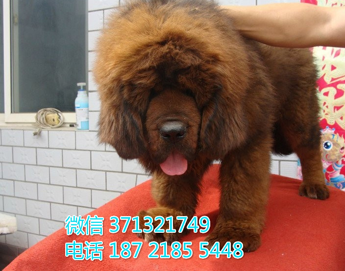 藏獒犬纯种幼犬，巨型犬，大型犬 天津基地直销