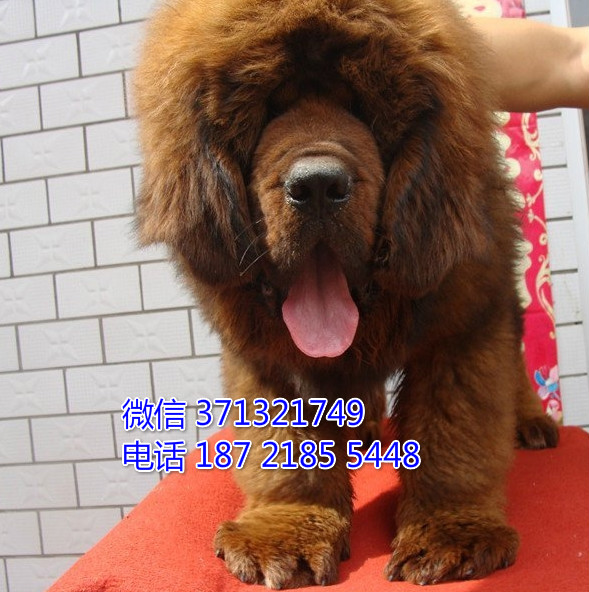 藏獒犬出售北京犬舍繁殖 藏獒狗狗 巨型犬 全