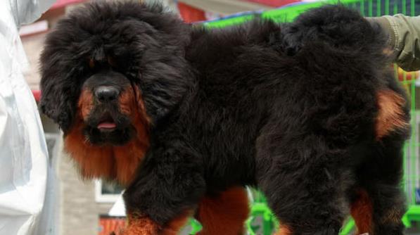 内蒙古宠物狗狗犬舍出售纯种藏獒犬 买狗卖狗