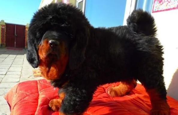 南昌宠物狗狗犬舍出售纯种藏獒犬 买狗卖狗哪