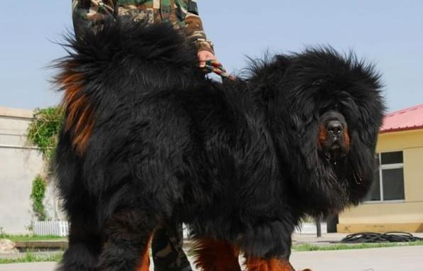 无锡宠物狗狗犬舍出售纯种藏獒犬 买狗卖狗哪