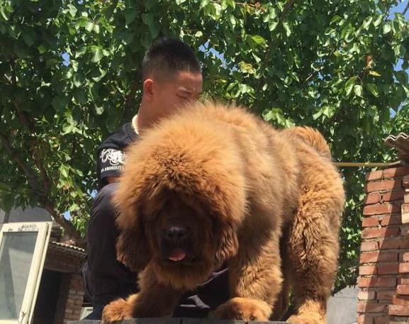 南京宠物狗狗犬舍出售纯种藏獒犬 买狗卖狗哪