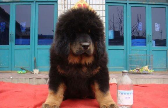 贵阳宠物狗藏獒犬狗仔出售哪里有宠物狗市场在