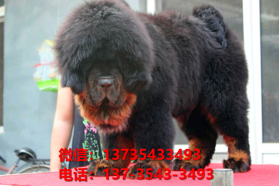 昭通犬舍宠物狗狗出售纯种藏獒犬幼犬铁包金藏獒狗仔哪里有狗市场卖狗