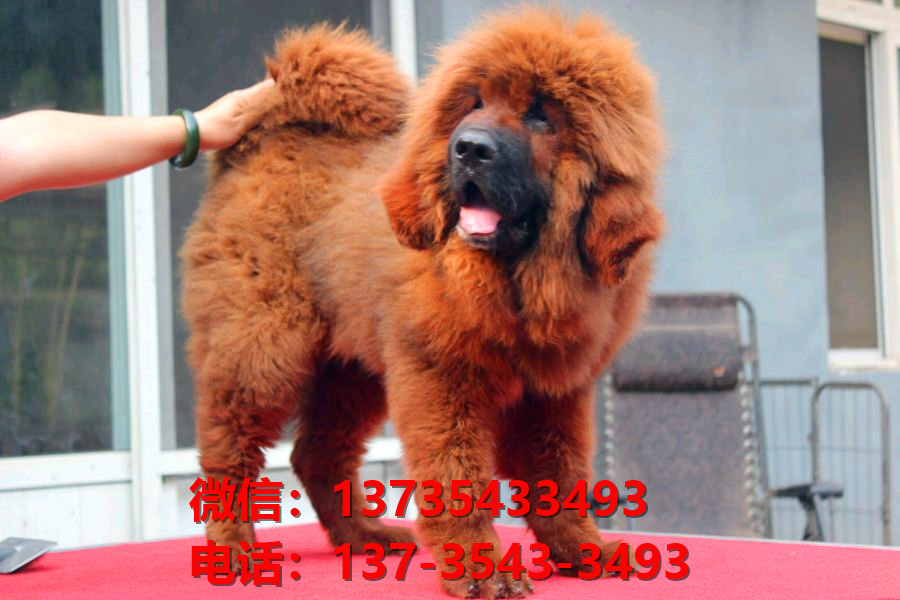 昭通犬舍宠物狗狗出售纯种藏獒犬幼犬铁包金藏獒狗仔哪里有狗市场卖狗