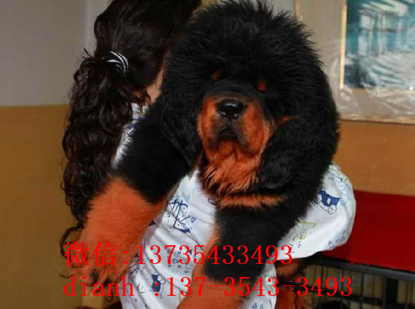 济南宠物狗藏獒犬狗仔出售哪里有宠物狗市场在哪卖狗哪有狗狗买