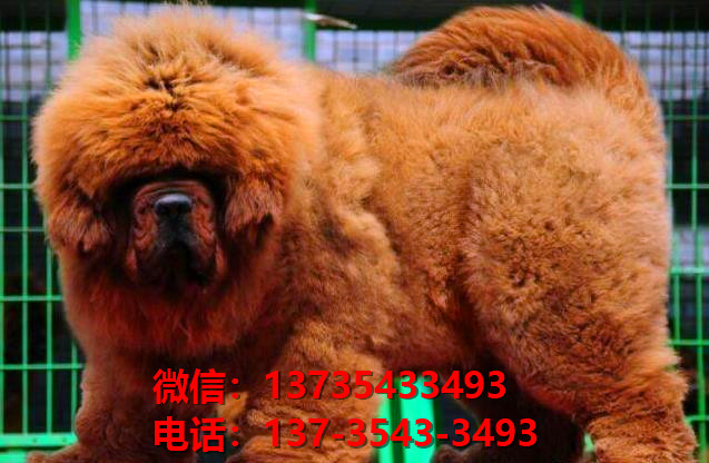 枣庄犬舍宠物狗狗出售纯种藏獒犬幼犬铁包金藏獒狗仔哪里有狗市场卖狗