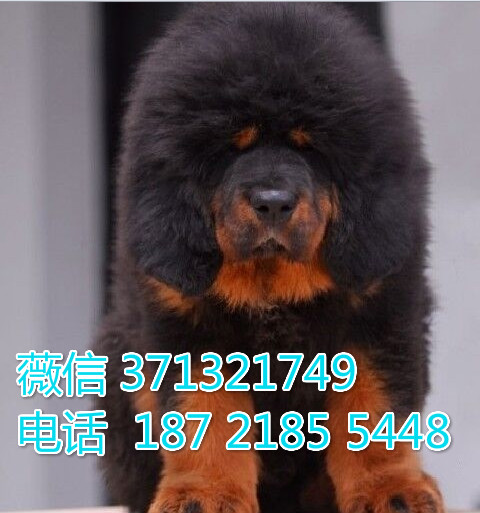 杭州狗狗 藏獒犬出售纯种幼犬 杭州犬舍 特价