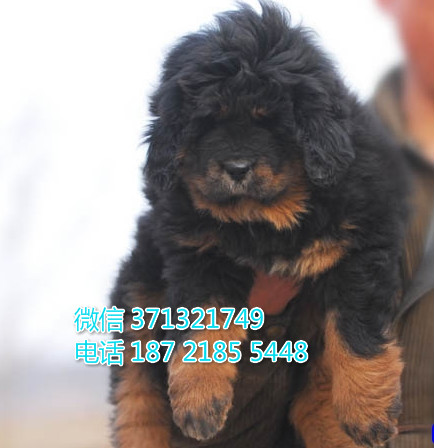 长沙狗狗 藏獒犬出售纯种幼犬 长沙犬舍 全国