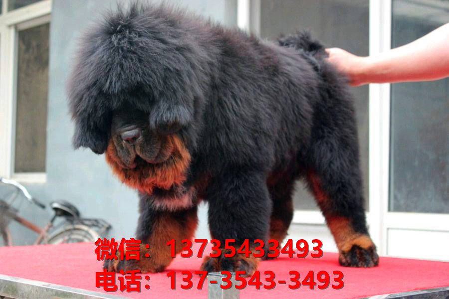 广安犬舍宠物狗狗出售纯种藏獒犬幼犬铁包金藏獒狗仔哪里有狗市场卖狗