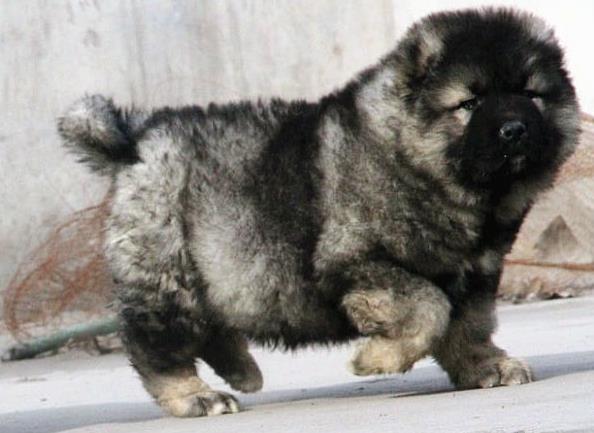 成都犬舍出售纯种高加索犬幼犬活体宠物狗狗市