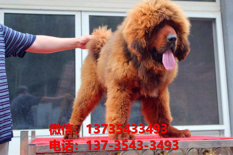 枣庄犬舍宠物狗狗出售纯种藏獒犬幼犬铁包金藏獒狗仔哪里有狗市场卖狗