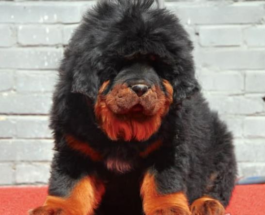 昆明宠物狗藏獒犬狗仔出售哪里有宠物狗市场在