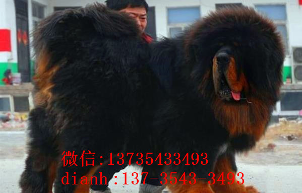 赣州宠物狗藏獒犬狗仔出售哪里有宠物狗市场在哪卖狗哪有狗狗买