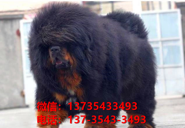 昭通犬舍宠物狗狗出售纯种藏獒犬幼犬铁包金藏獒狗仔哪里有狗市场卖狗