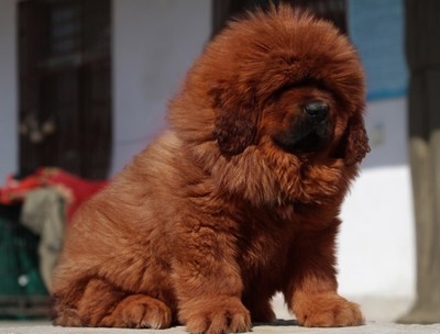 六盘水买狗 六盘水哪里可以买到藏獒小狗