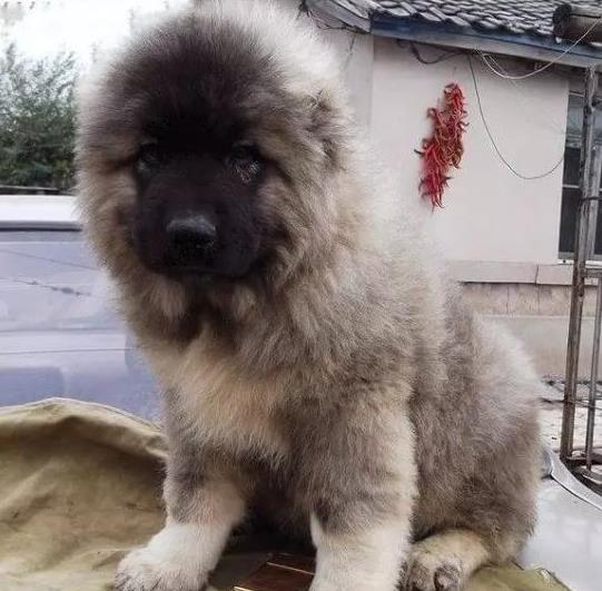 成都犬舍出售纯种高加索犬幼犬活体宠物狗狗市场在哪买狗哪有狗狗卖