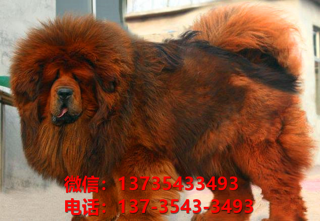 枣庄犬舍宠物狗狗出售纯种藏獒犬幼犬铁包金藏獒狗仔哪里有狗市场卖狗