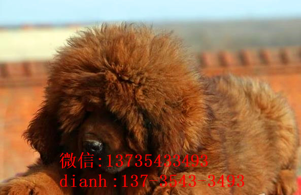 合肥宠物狗藏獒犬狗仔出售哪里有宠物狗市场在哪卖狗哪有狗狗买