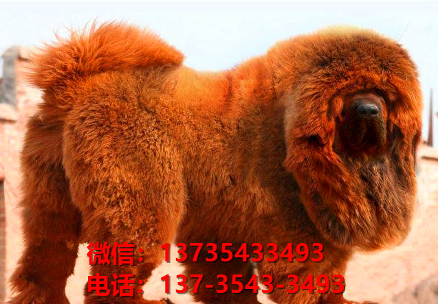 兰州犬舍宠物狗狗出售纯种藏獒犬幼犬铁包金藏獒狗仔哪里有狗市场卖狗