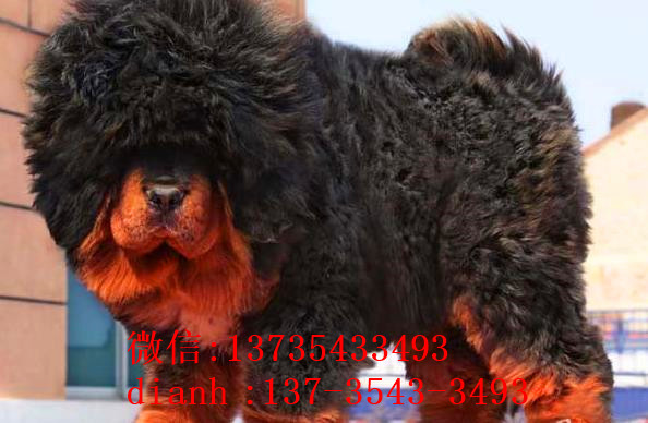 合肥宠物狗藏獒犬狗仔出售哪里有宠物狗市场在