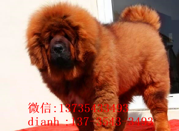 南京宠物狗藏獒犬狗仔出售哪里有宠物狗市场在
