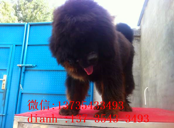 南京宠物狗藏獒犬狗仔出售哪里有宠物狗市场在哪卖狗哪有狗狗买