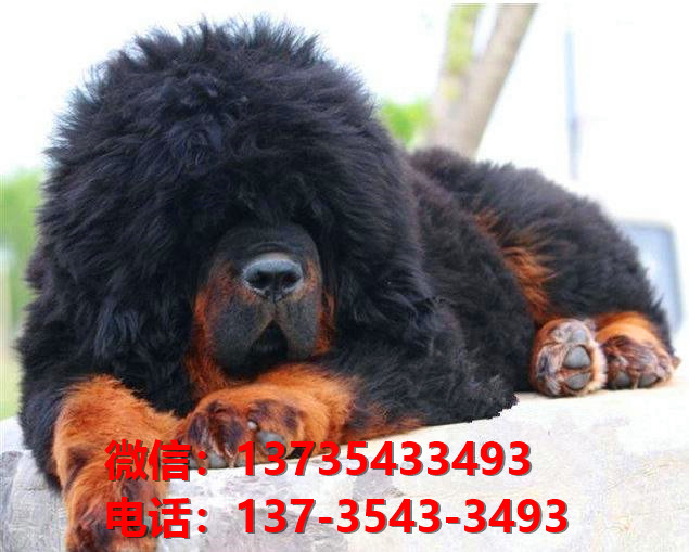 唐山犬舍宠物狗狗出售纯种藏獒犬幼犬铁包金藏