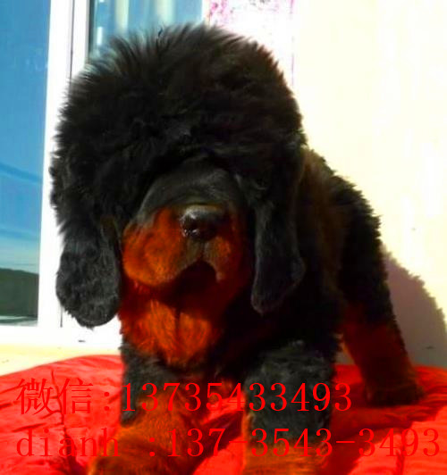 济南宠物狗藏獒犬狗仔出售哪里有宠物狗市场在