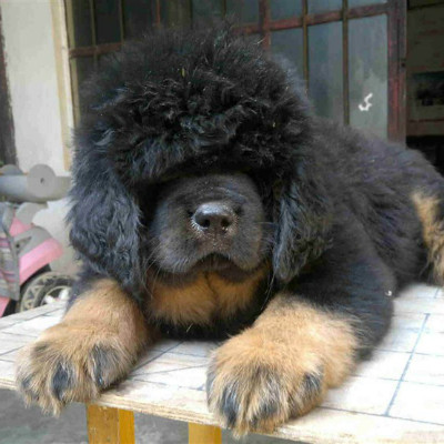  云南买藏獒 昆明狗场出售藏獒幼犬