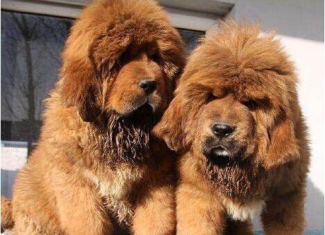 昭通哪里有卖纯种藏獒